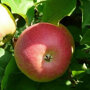 Appelboom 'Jonagold' grote boom (zelfbestuivend)